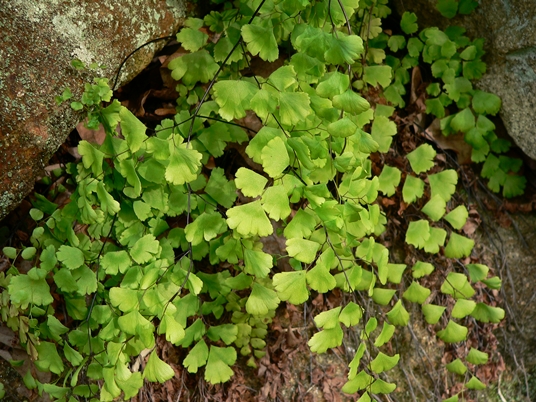 {Adiantum capillus-veneris}
